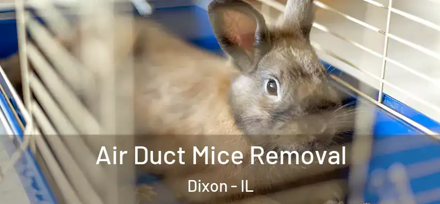  Air Duct Mice Removal Dixon - IL